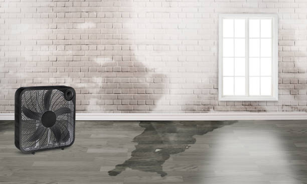 Best Mold removal after water damage  in Wellton, AZ